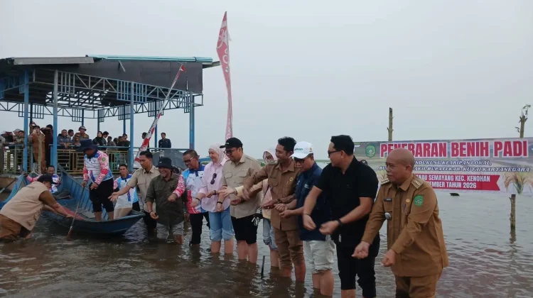 BRMP Kaltim Dorong Optimalisasi Lahan Danau Semayang untuk Tanaman Padi