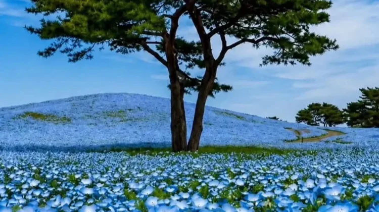 Hitachi Seaside Park, Lautan 5,3 Juta Bunga Biru di Jepang