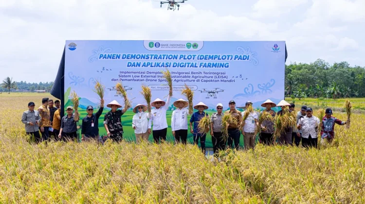 LEISA BI Kaltim Dongkrak Panen Padi Desa Sidomulyo Kukar hingga 6,95 Ton