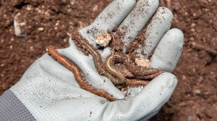Atasi Pupuk Mahal, PHKT Gandeng 20 Bank Sampah untuk Kembangkan Budidaya Maggot