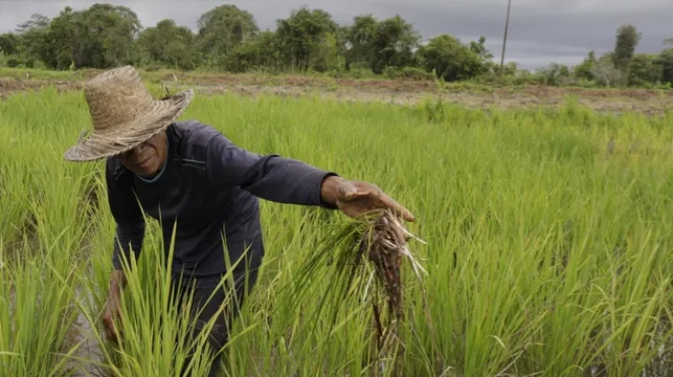 Kementan Siapkan AUTP untuk Lindungi 100 Ribu Hektare Lahan Pertanian pada 2026