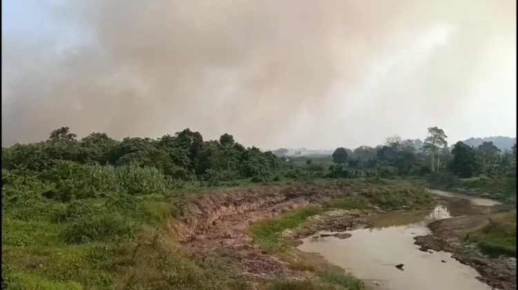 BPBD Catat 185 Kejadian Kebakaran Hutan dan Lahan di Samarinda