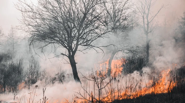 Larangan Agama Soal Pengerusakan Hutan dan Lingkungan