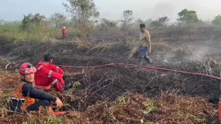 Rumput Kering Picu Karhutla Mudah Kembali Menyala