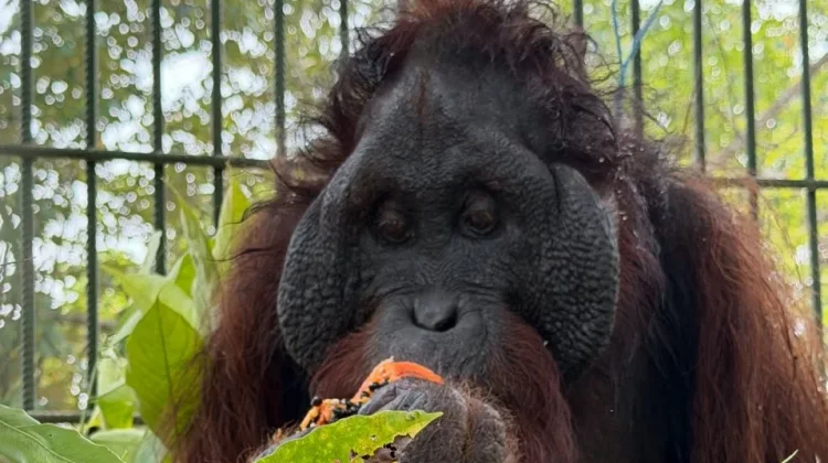 Kemarau Panjang, 13 Orangutan di Kaltim Diselamatkan Juli 2026