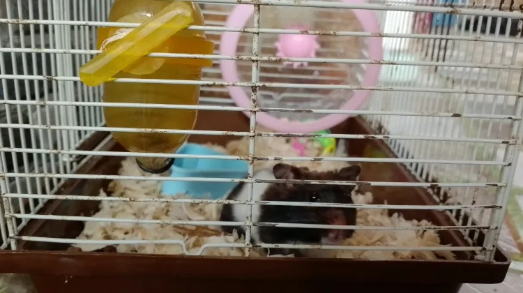 Kenali Lima Tanda Hamster Mengalami Stres