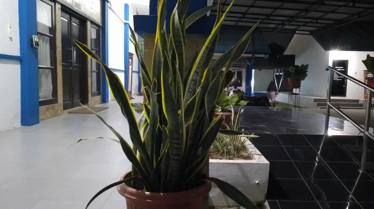 Kenali Enam Tanaman yang Dipercaya Tidak Disukai Ular