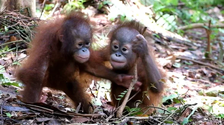Sumber Air Mengering, BOSF Pasok Air Minum Orangutan