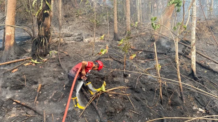 Karhutla di Tahura IKN KM 56 Padam, Pengendara Diingatkan Waspada Pohon Tumbang