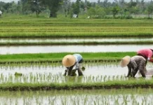 Daerah Irigasi di Kaltim, Dukung Swasembada Pangan