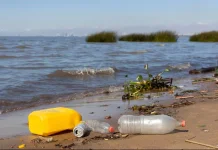 Melestarikan Pesut Mahakam lewat Tindakan Sederhana