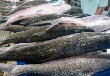 DKP Kaltim Perkuat Budidaya Ikan Jaga Ketahanan Pasokan Laut