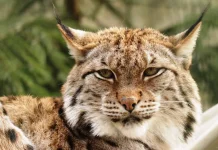 Status Perlindungan Hukum Percepat Pemulihan Satwa Langka Spanyol dan Portugal