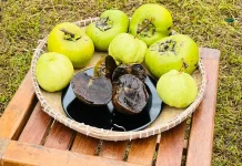 Black Sapote, Si Buah Puding Cokelat Asal Meksiko