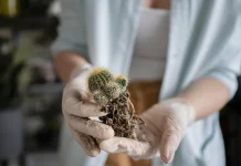 Cara Membuat Mikroorganisme Lokal Sederhana dari Rumah