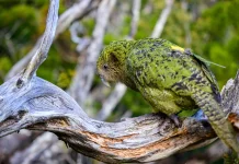 Rekor Tertinggi, Populasi Burung Kakapo Capai 247 Ekor