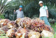 Petani Sawit Kaltim Nikmati Kenaikan Harga TBS