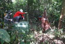 Habitat Terfragmentasi, BKSDA Kaltim Translokasi Orangutan dan Anak Kembarnya