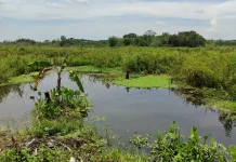 Komisi III DPRD Samarinda Pastikan Saluran SLI Terhubung ke Sungai