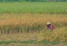 DJPb Sebut Petani Kaltim Relatif Lebih Sejahtera dari Rata-rata Nasional