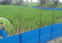 Pagar Plastik Jadi Solusi Cegah Serangan Tikus Sawah