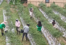 SOP Panen Cabai Keriting untuk Jaga Mutu dan Kualitas