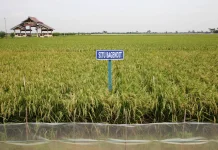 Kementan Dorong Varietas Padi Adaptif Hadapi Kemarau Lebih Awal