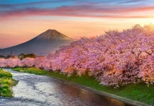 Jepang Prediksi Bunga Sakura 2026 Mekar Lebih Awal
