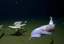 Rahasia Adaptasi Ikan Siput di Kedalaman Palung Mariana