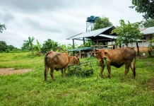 Kaltim Kembangkan Desa Korporasi Ternak Perkuat Pangan