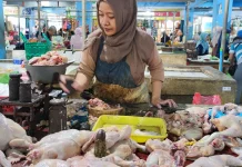 Disperindag Kukar Luruskan Isu Harga Ayam Rp95 Ribu, Berlaku untuk Ayam Kampung