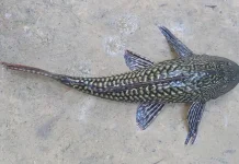 Ikan Sapu-Sapu: Pembersih Akuarium yang Jadi Ancaman Ekosistem