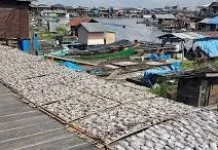 Perubahan Iklim Perburuk Kondisi Tambak dan Ekonomi Pesisir