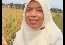 Menentukan Waktu Panen, Kunci Menjaga Kualitas dan Produktivitas Padi