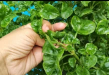 Cara Memasak Bayam agar Nutrisi Tetap Terjaga