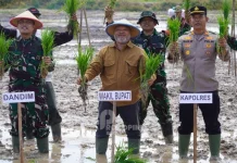 Tanam Padi Serentak Berau Dorong Swasembada dan Regenerasi Petani
