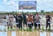 Berau Genjot Cetak Sawah, Krisis Petani Jadi Tantangan