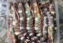 Permintaan Udang Windu Kaltim Meningkat di Pasar Global