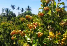 Kemarau Basah 2026 Picu Krisis Produksi Cengkeh Nasional