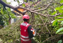Cuaca Ekstrem Berlanjut, BPBD Kaltim Waspadai Pohon Tumbang
