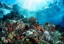 Konservasi Laut Kaltim Dorong Perlindungan Ekosistem Berkelanjutan