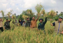 Optimalisasi Lahan Tidur, Lempake Sukses Gelar Panen Padi Perdana