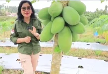 Pepaya Calina, Solusi Cerdas Bertani di Pekarangan Rumah dan Lahan Sempit