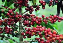 Potensi Besar, Kopi Lokal Berau Dinilai Belum Tergarap Maksimal