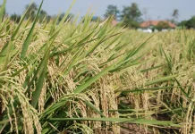Inovasi Biochar Perkuat Ketahanan Pangan dan Lingkungan di Kaltim