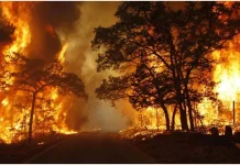 Kerusakan Hutan Kutai Barat Diduga Libatkan Alat Berat