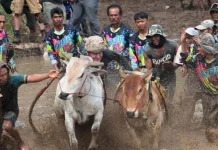 Pacu Jawi: Simbol Ketangkasan dan Syukur Petani Minangkabau