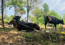 Kurban 2026: BAZNAS Balikpapan Target 500 Sapi & Beri Dana Operasional