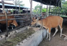 Ketergantungan Sapi Luar, Kaltim Perkuat Produksi Lokal