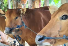 Strategi Perbibitan Kaltim Dorong Peningkatan Populasi Sapi Lokal